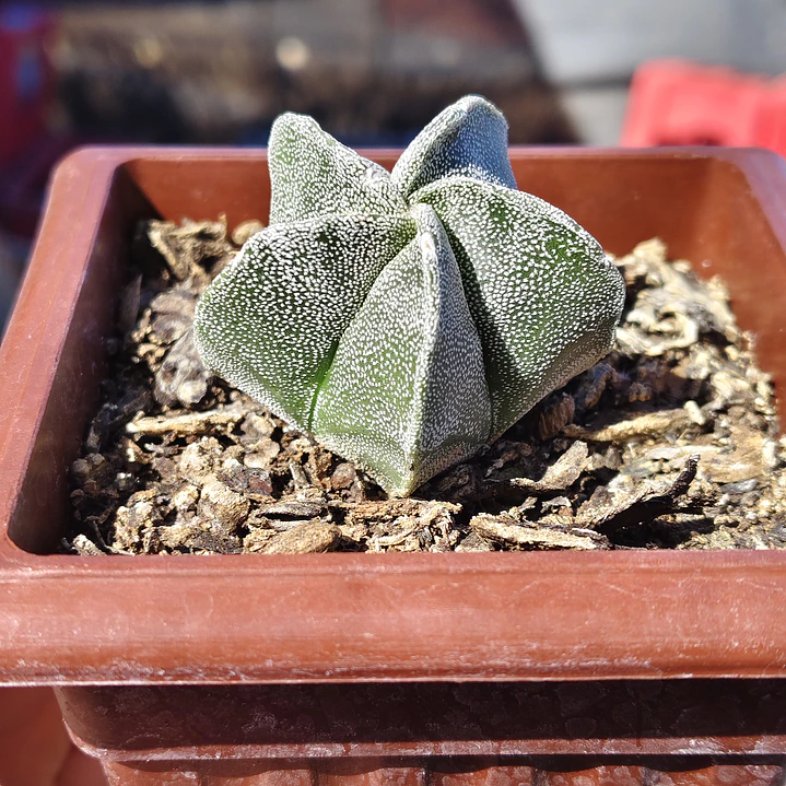 Astrophytum Myriostigma 1