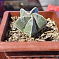 Astrophytum Myriostigma - Miniatura 1