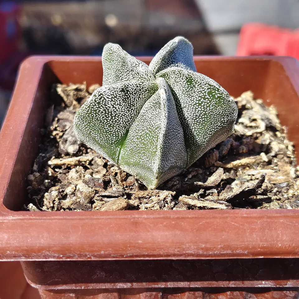 Astrophytum Myriostigma 1