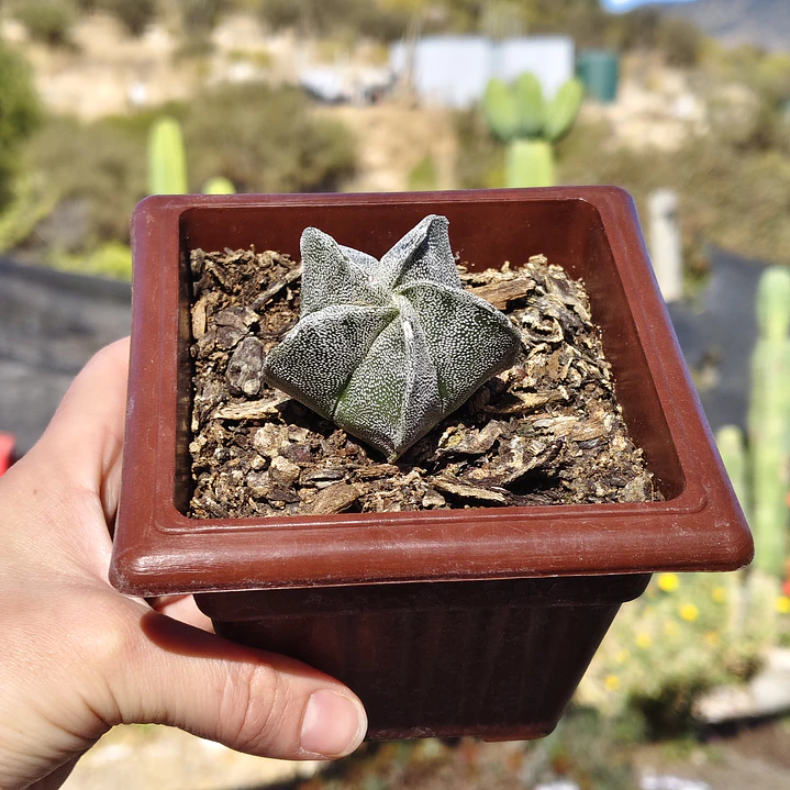 Astrophytum Myriostigma 2