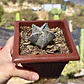 Astrophytum Myriostigma - Miniatura 2