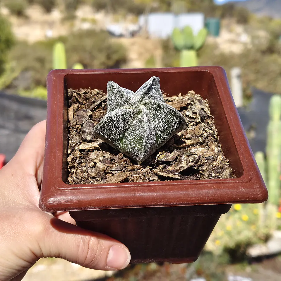 Astrophytum Myriostigma 2