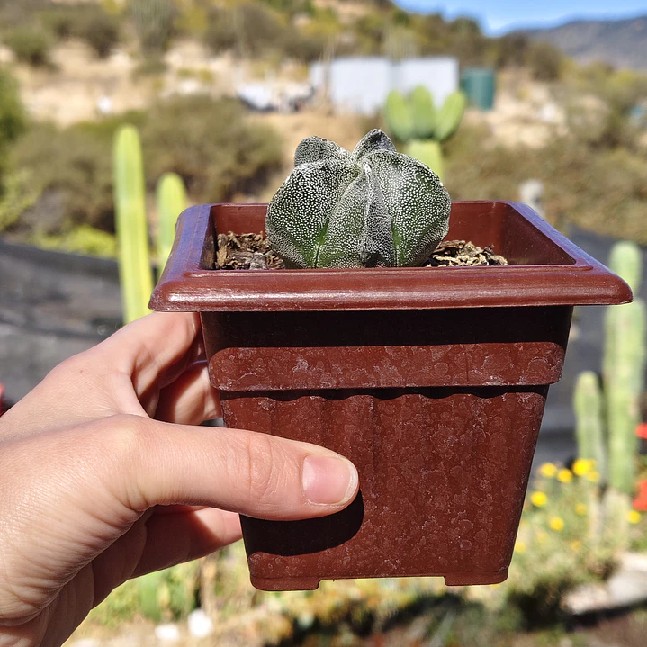 Astrophytum Myriostigma 3