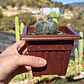 Astrophytum Myriostigma - Miniatura 3