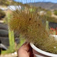 Cleistocactus winterii (Cola de Mono) - Miniatura 1