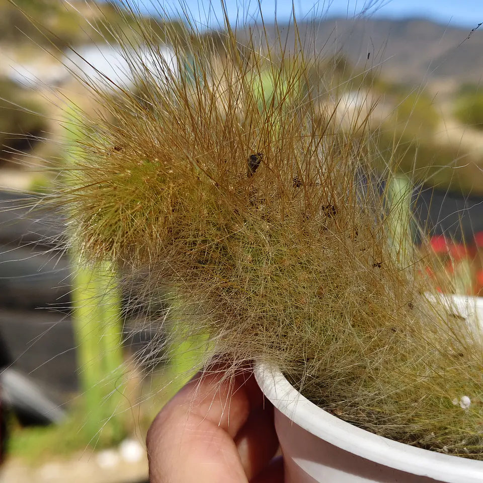 Cleistocactus winterii (Cola de Mono) 1