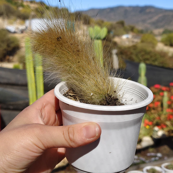 Cleistocactus winterii (Cola de Mono) 2