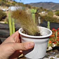 Cleistocactus winterii (Cola de Mono) - Miniatura 2