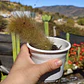 Cleistocactus winterii (Cola de Mono) - Miniatura 3