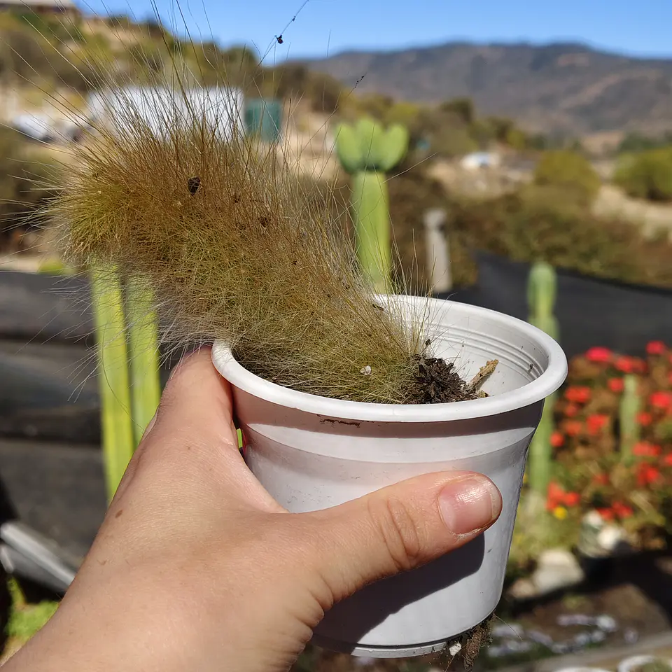 Cleistocactus winterii (Cola de Mono) 3