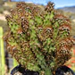 Cereus crestado  - Miniatura 2