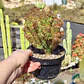 Cereus crestado  - Miniatura 1