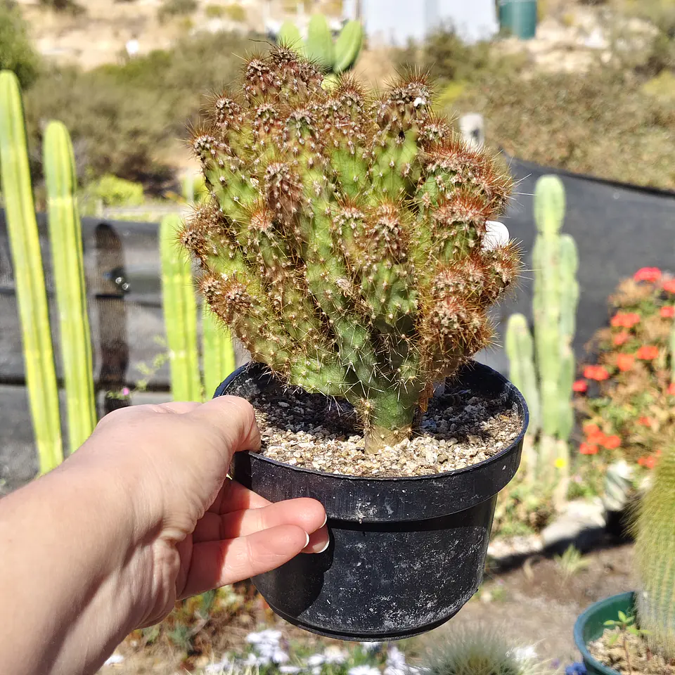 Cereus crestado  1