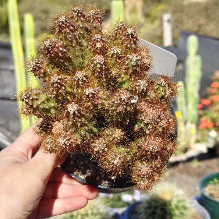 Cereus crestado  3