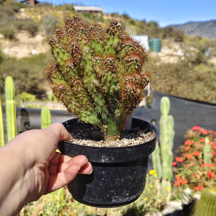 Cereus crestado  4