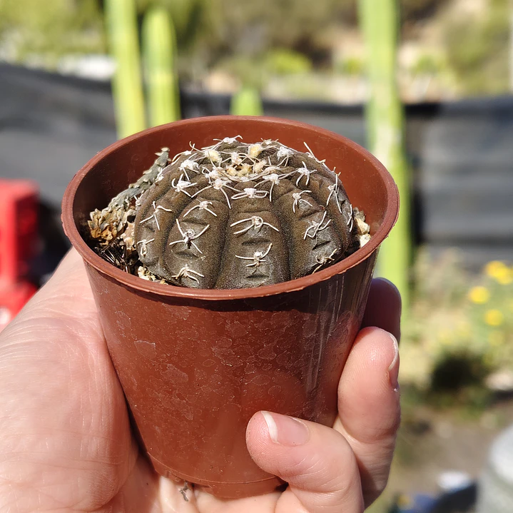 Gymnocalycium Ragonosei 2