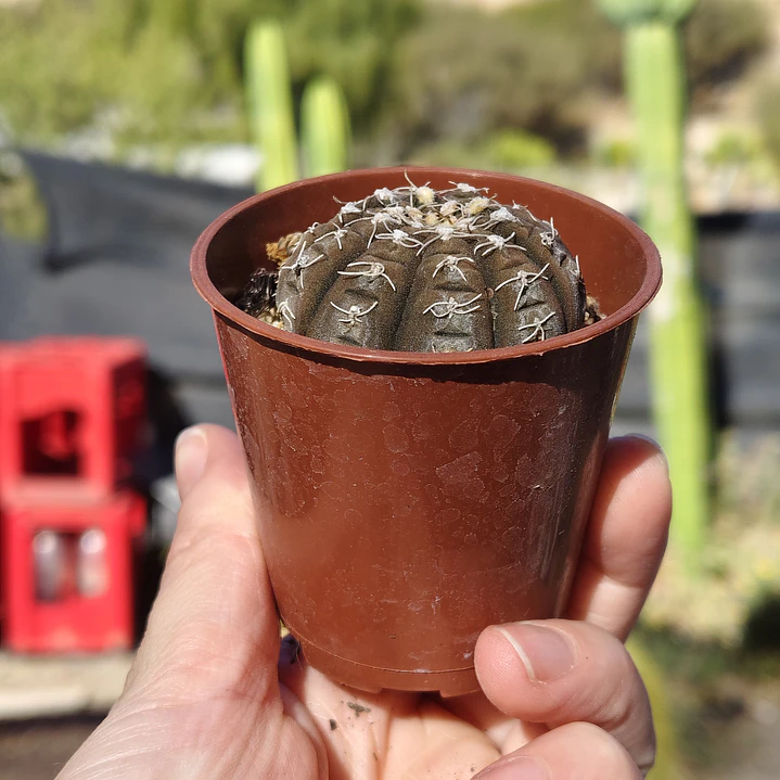 Gymnocalycium Ragonosei 3