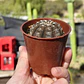 Gymnocalycium Ragonosei - Miniatura 3