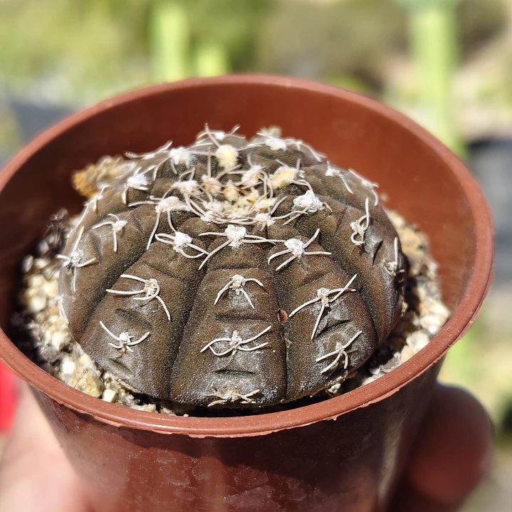 Gymnocalycium Ragonosei 1