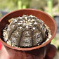 Gymnocalycium Ragonosei - Miniatura 1