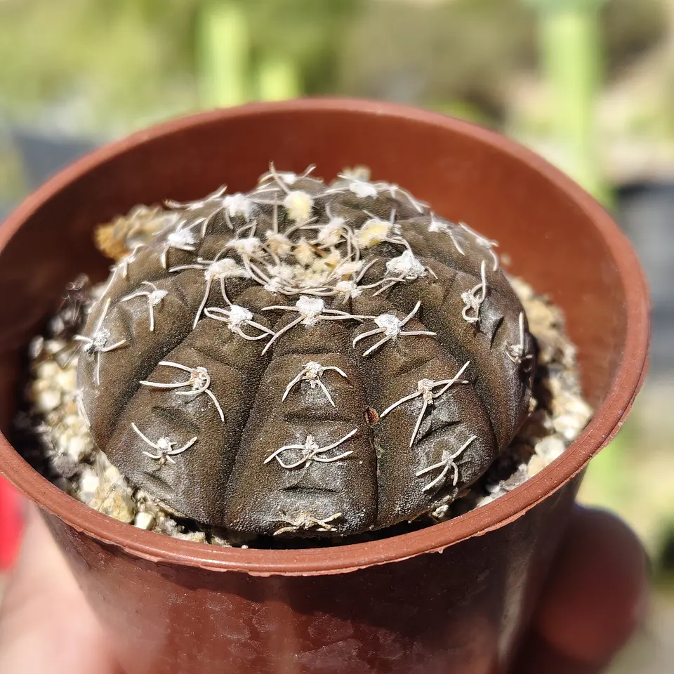 Gymnocalycium Ragonosei 1