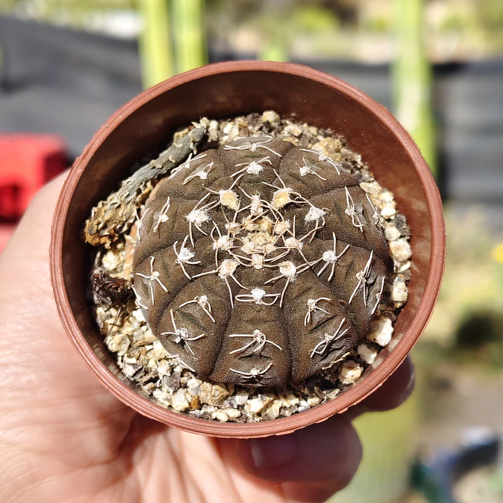 Gymnocalycium Ragonosei 4