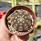 Gymnocalycium Ragonosei - Miniatura 4