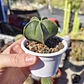 Astrophytum Myriostigma Nudum - Miniatura 5