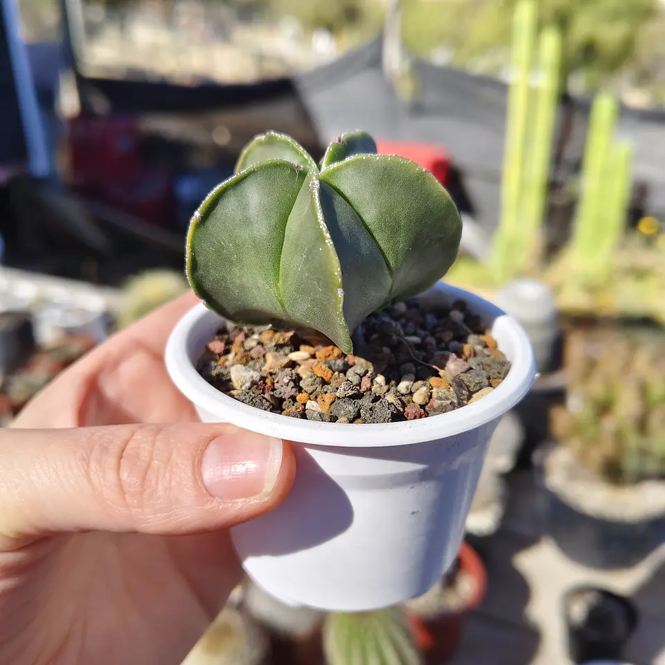 Astrophytum Myriostigma Nudum 5