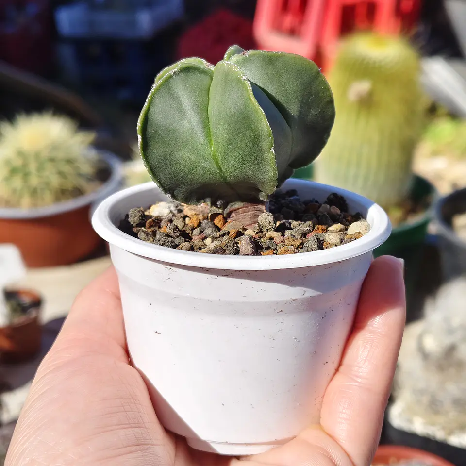 Astrophytum Myriostigma Nudum 6