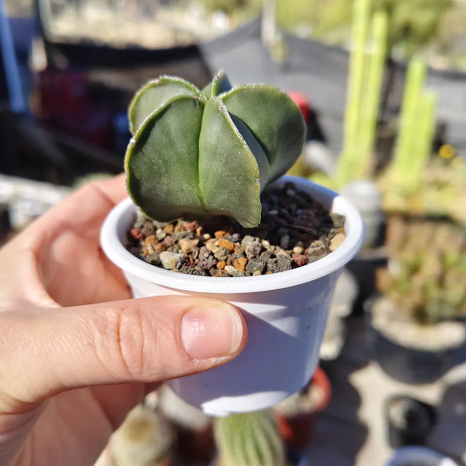 Astrophytum Myriostigma Nudum 7