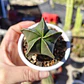 Astrophytum Myriostigma Nudum - Miniatura 8
