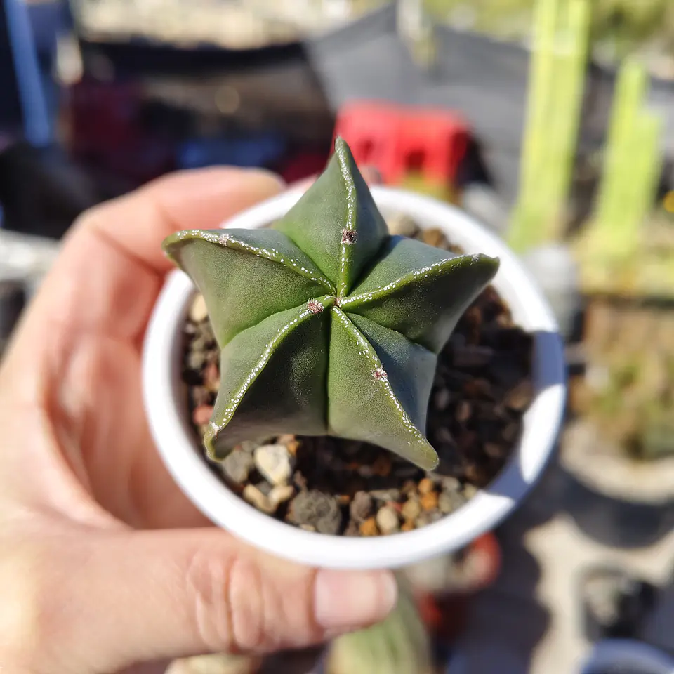 Astrophytum Myriostigma Nudum 8