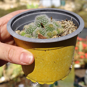 Mammilaria 