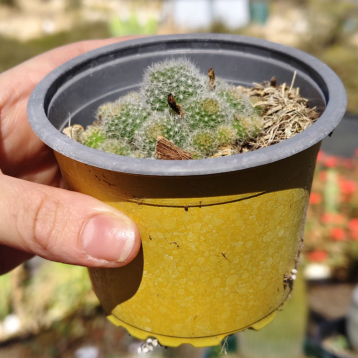Mammilaria  2