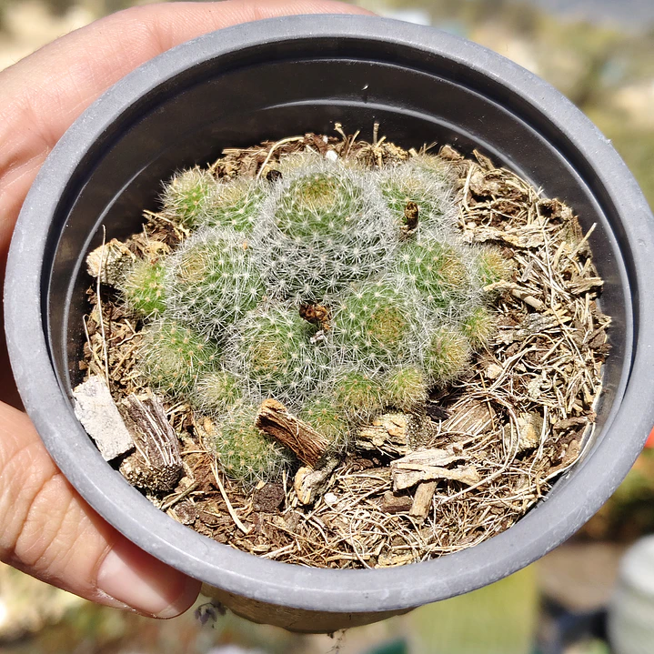 Mammilaria  1