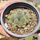 Mammilaria  - Miniatura 1