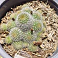 Mammilaria  - Miniatura 3