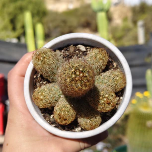 Mammillaria elongata