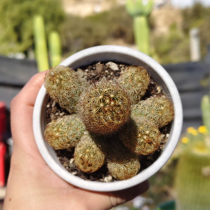 Mammillaria elongata 2