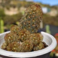 Mammillaria elongata - Miniatura 3