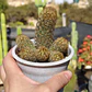 Mammillaria elongata - Miniatura 1