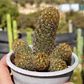 Mammillaria elongata - Miniatura 4