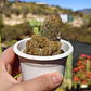 Mammillaria elongata - Miniatura 5