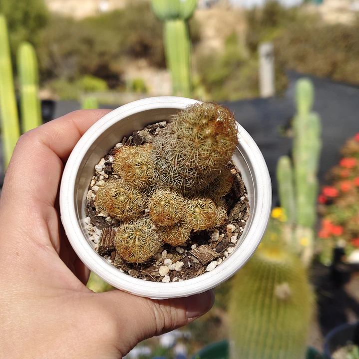 Mammillaria elongata 6