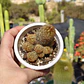 Mammillaria elongata - Miniatura 6