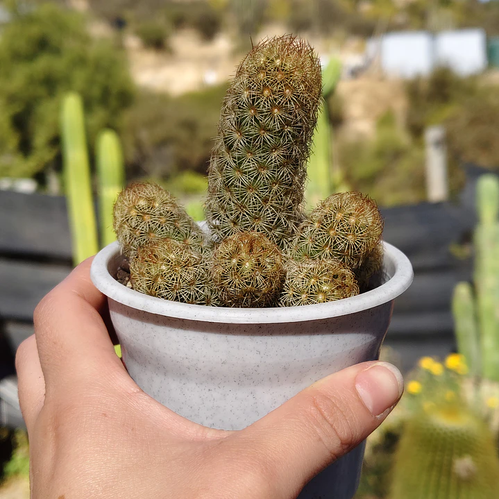 Mammillaria elongata 7