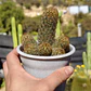 Mammillaria elongata - Miniatura 7