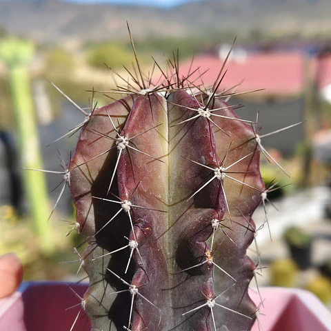 Stenocactua griseous 