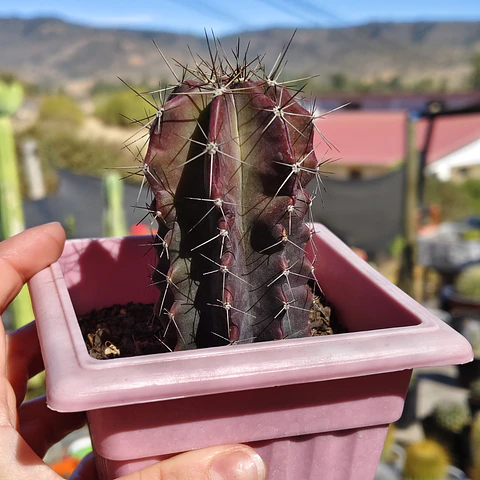 Stenocactua griseous 
